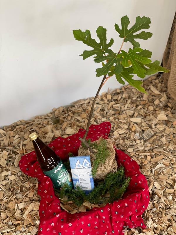 Weihnachtsbox „Feigenbaum“
