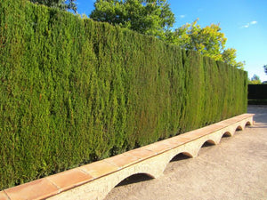 Leyland Zypresse als Hecke - Topf/Containerpflanzen