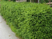 Hecke aus immergrünen Fichten