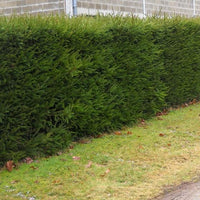 Hecke aus Fichten