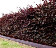 Hecke rote Blutbuche