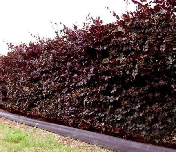 Hecke rote Blutbuche