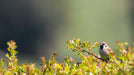 Vogel auf Weißdorn