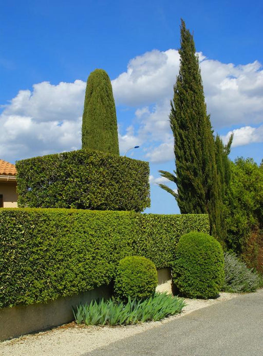 Hecke Immergrüner Liguster