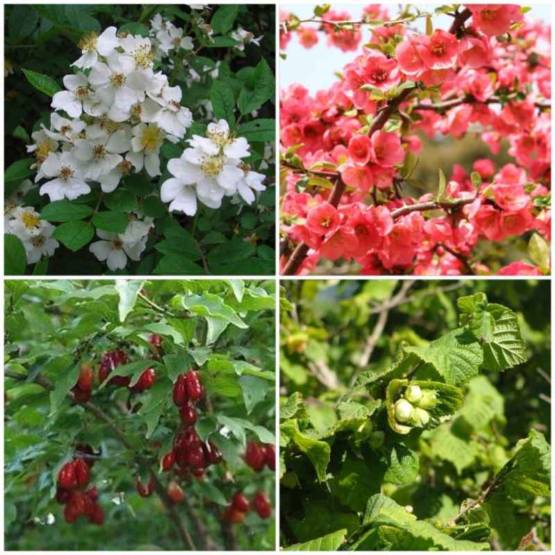 Zusammenstellung Naschhecke