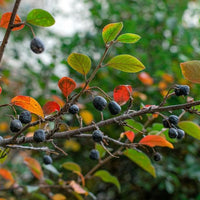 Apfelbeere Zweig mit Beeren mit roten und grünen Blättern