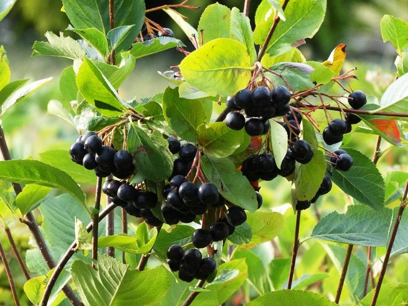 Dunkle Apfelbeeren in Trauben hängend