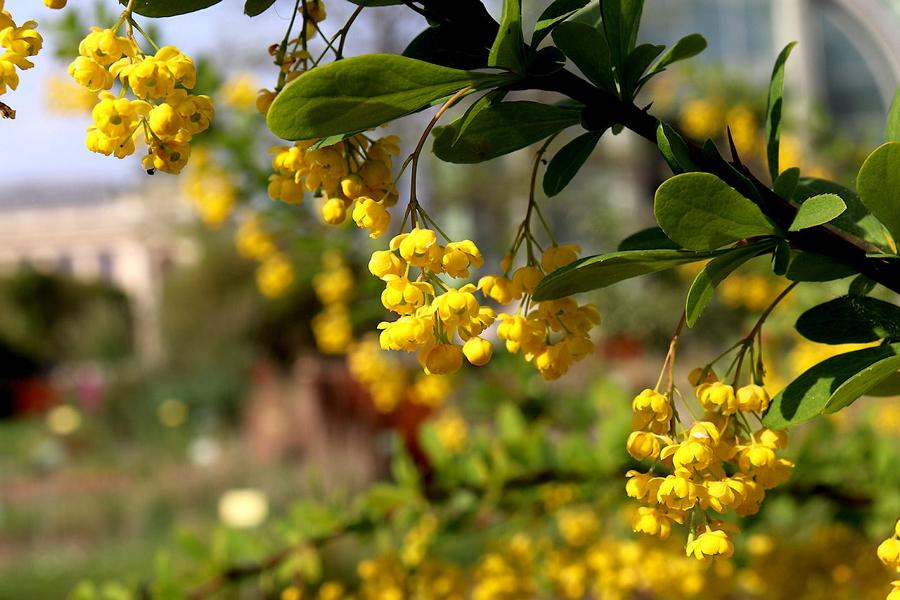 Frischer, grüner Zweig einer gewöhnlichen Berberitze mit vielen kleinen, herabhängenden, gelben Blüten