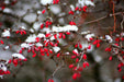 Unbelaubte Zweige einer gewöhnlichen Berberitze, die viele leuchtend rote, kleine Früchte tragen, leicht von Schnee bedeckt