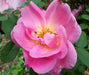 Rosafarbene Blüte einer Bibernellrose mit goldenfarbenem Blütenstempel