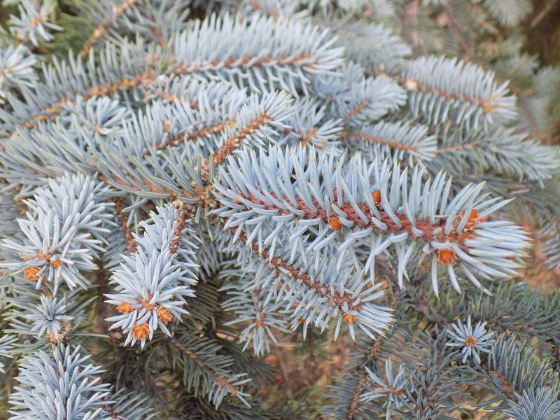 Zweige einer Blaufichte mit dichtem, blau schimmernden Nadelwerk