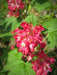 Pinke Blüten der Blutjohannisbeere in Nahaufnahme mit grünen Blättern
