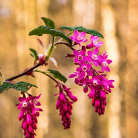 Hängende pinke Blüten eines Zweigs einer Blutjohannisbeere