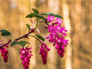 Hängende pinke Blüten eines Zweigs einer Blutjohannisbeere