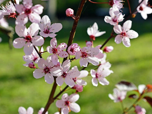 Zart rosafarbene Blüten der Blutpflaume