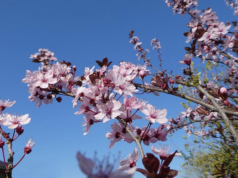 Zweige einer Blutpflaume mit zartrosa Blüten vor blauem Himmel