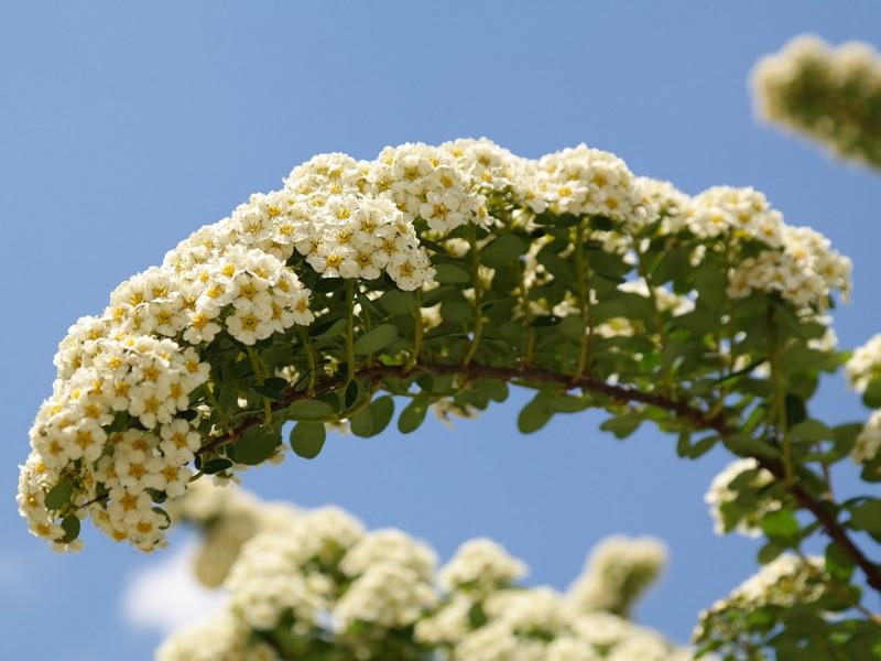 Gebogener Zweig einer Brautspiere mit vielen kleinen gelb-weißen Blüten