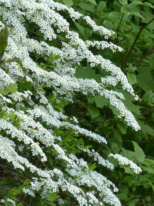Brautspiere Strauch mit vielen mit weißen Blüten besetzen Zweigen