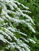 Brautspiere Strauch mit vielen mit weißen Blüten besetzen Zweigen