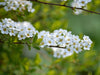 Zweig einer Brautspiere in Nahaufnahme mit kleinen weißen Blüten und grünem Hintergrund