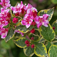 Weiß-pinke Blüten der buntblättrigen Weigelie mit grünen Blättern