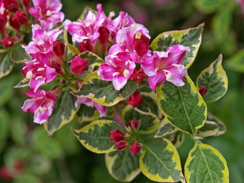 Weiß-pinke Blüten der buntblättrigen Weigelie mit grünen Blättern