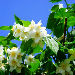 Mehrere weiß-gelbe Blüten des Duftjasmin Strauchs mit grünen Blättern vor blauem Himmel