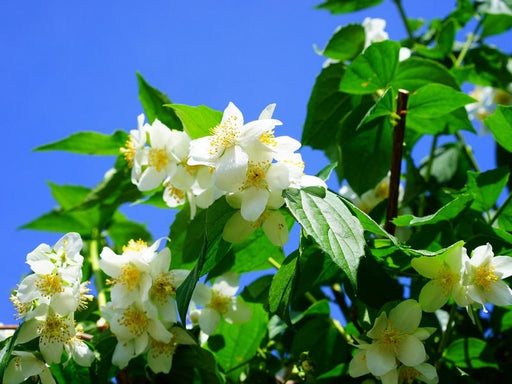 Mehrere weiß-gelbe Blüten des Duftjasmin Strauchs mit grünen Blättern vor blauem Himmel