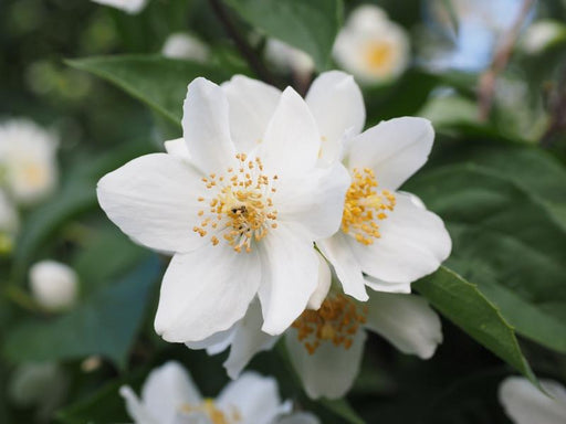 weiß-gelbe Duftjasmin Blüte in Nahaufnahme