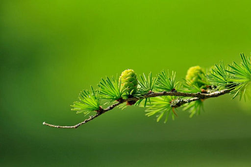Ein Zweig einer europäischen Lärche vor grünem Hintergrund. Auf dem Zweig sind hellgrüne Nadeln und Zapfen zu sehen.