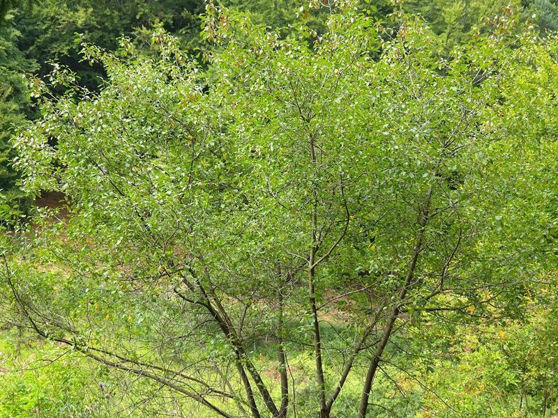 Verzweigter Faulbaum Strauch mit grünen Blättern