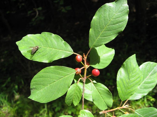 Faubaum Zweig mit grünen Blättern und kleinen roten Beeren
