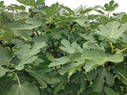 Dicht gewachsene Feige mit vielen großen grünen, tief geschlitzten Blättern und kleinen, noch unreifen, grünen Früchten