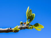 Zweig einer Feige mit kleinen sprießenden grünen Blättern, der in den Himmel ragt