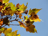 Zweig des Feuerahorn mit grün-gelben Blättern vor blauem Himmel
