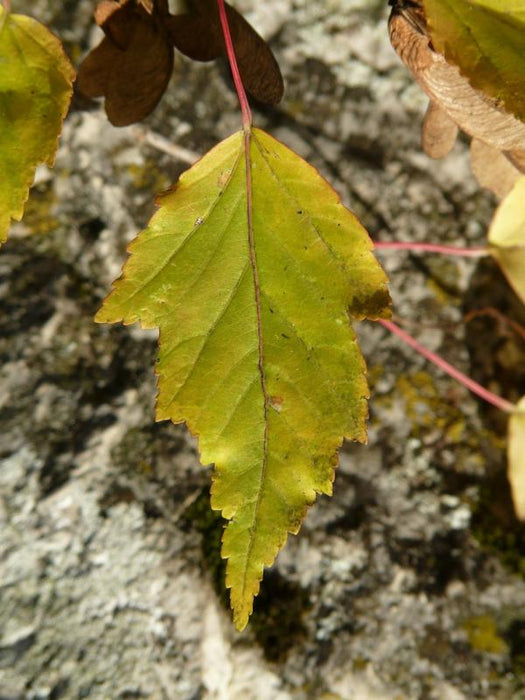 Gezacktes gelb-grünes Blatt des Feuerahorn in Nahaufnahme