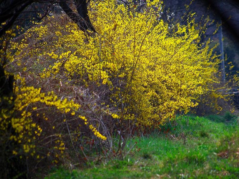 Kugeliger Strauch der Forsythie mit blühenden, keuchtend gelben Blättern