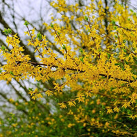 Zweig eines Forsythie mit vielen kleinen gelben Blüten
