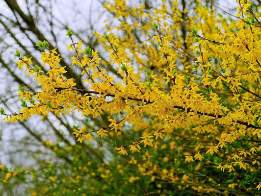 Zweig eines Forsythie mit vielen kleinen gelben Blüten