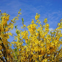Forsythzie Mingold Strauch mit vielen gelben Blüten vor blauem Himmel