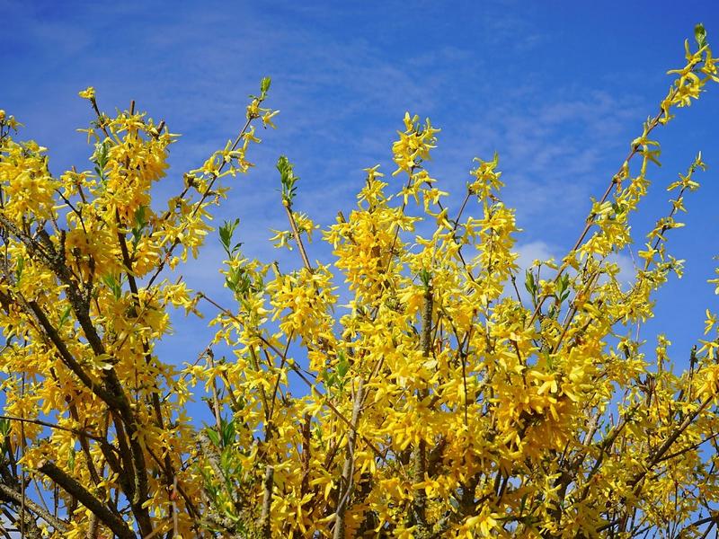Forsythzie Mingold Strauch mit vielen gelben Blüten vor blauem Himmel