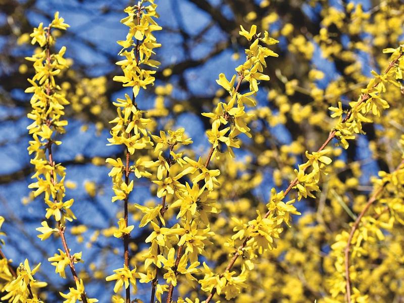 Einige Zweige der Forsythzie Minigold mit kleinen, länglichen gelben Blüten