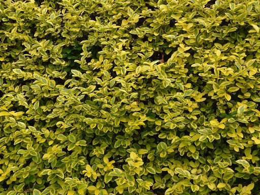 Goldliguster Strauch mit gelben-grünen Blätter