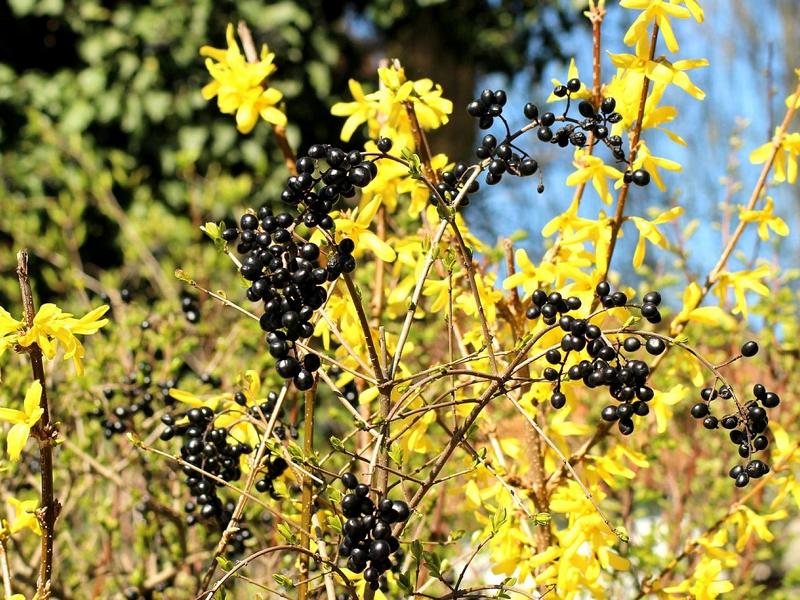 Goldliguster Strauch mit blau-schwarzen dunklen Beeren