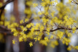 Zweige der Kornelkirsche mit zarten gelben Blüten