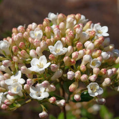 Große Blüte des Osterschneeballs mit kleinen weißen Blüten und gelb-rötlichen Knospen