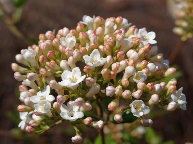 Große Blüte des Osterschneeballs mit kleinen weißen Blüten und gelb-rötlichen Knospen