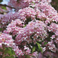 Rosa Weigelie mit einer Vielzahl kleiner weiß-rosafarbener Blüten