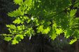 Das Geäst einer Roteiche mit vielen gezackten, grünen Blättern