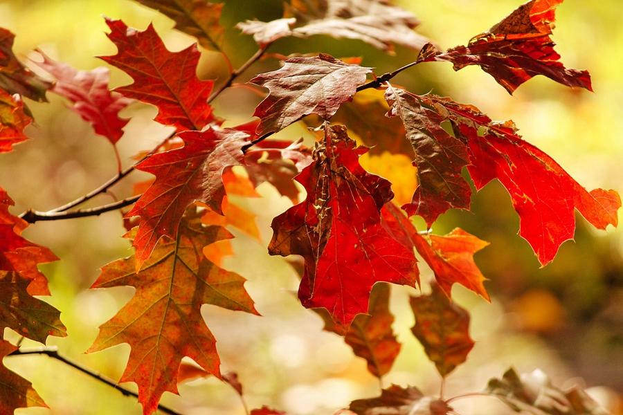 Der Zweig einer Roteiche im Herbst mit leuchtend roten Blättern